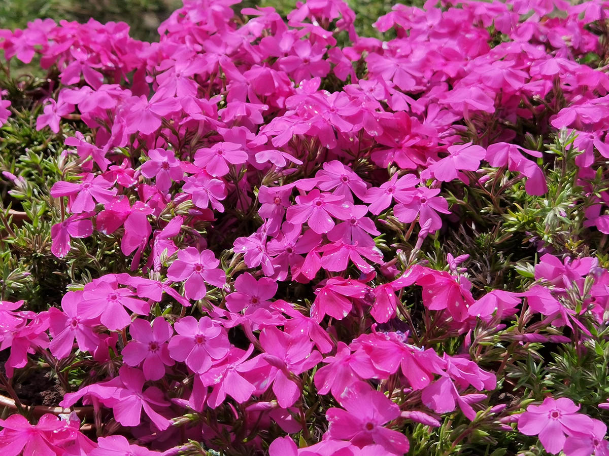 Phlox subulata 'McDaniels Cushion'